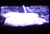 post-1897-0-57442900-1366784077_thumb.pn