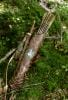 post-2948-0-68135800-1394988034_thumb.jp