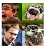 6.thumb.png.b9cf04bc722e6d10fcb22d9caf27