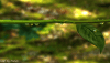 post-1094-13215415879859_thumb.png