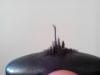 post-2295-0-37536000-1415195613_thumb.jp