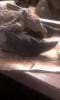 post-2784-0-81828700-1409396038_thumb.jp