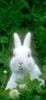 post-1790-0-52840700-1339053739_thumb.jp